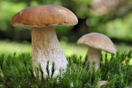 Mycologie : reconnaissance des champignons
